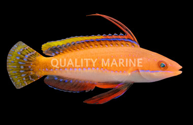 Ruby Longfin Fairy Wrasse