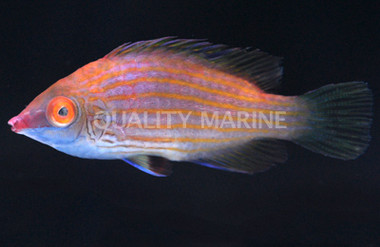 Pelvic Spot Wrasse :: 33714