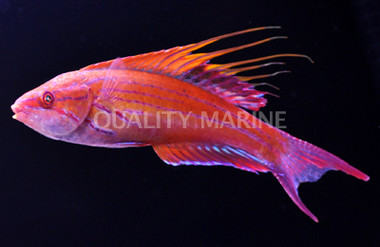 Blue Flasher Wrasse :: 33715