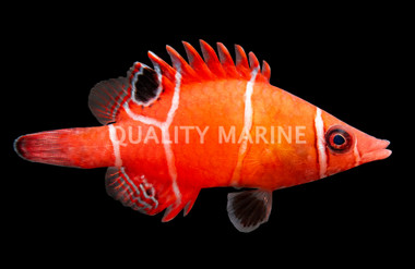 Tanaka's Pygmy Possum Wrasse
