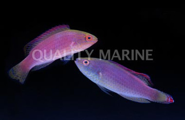 Pink Margin Fairy Wrasse, Pair :: 33739