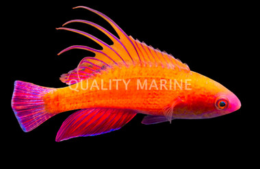 Spot Lined Flasher Wrasse