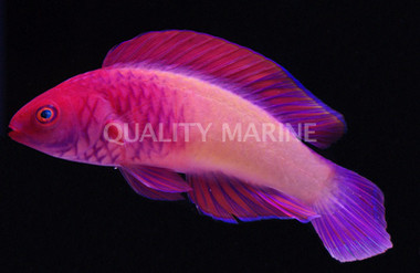 Red Velvet Fairy Wrasse, Male :: 33755