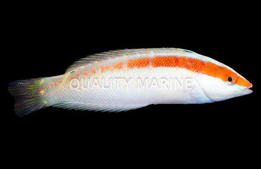 Pale Barred Coris Wrasse