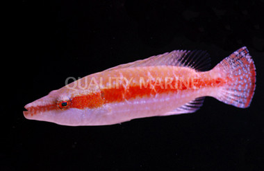 Black Margin Maori Wrasse :: 33768