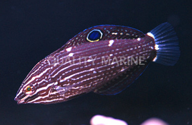 Dusky Margined Wrasse, Juvenile :: 33783