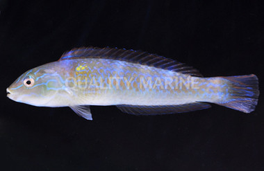 Red Striped Wrasse :: 33796