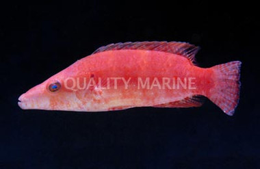Ringtail Maori Wrasse :: 33804