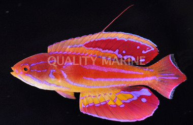 Diamond Tail Flasher Wrasse, Male :: 33809