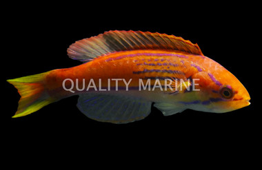 Madagascar Flasher Wrasse