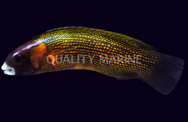 Goldflake Wrasse :: 33834