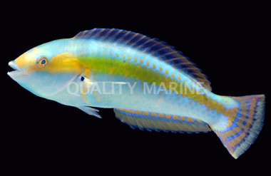 Pelicieri Wrasse, Terminal Phase Male :: 33842