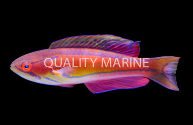 Mauritius Flasher Wrasse :: 33850