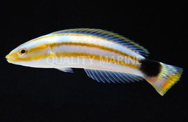 Black Saddle Wrasse  :: 33856