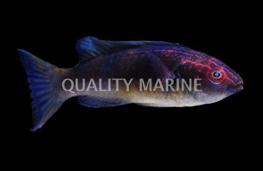 Dusky Fairy Wrasse :: 33859