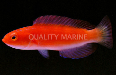 Magma Fairy Wrasse, Super Male :: 33863