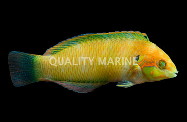 Moyer's Leopard Wrasse