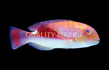 Eyebrow Tuskfish