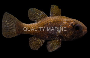 Conch Cardinalfish