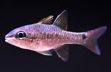 Meteor Cardinalfish :: 13553