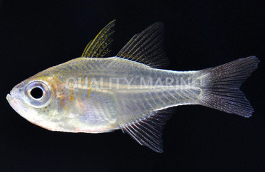 Tongan Longspine Cardinalfish :: 13557