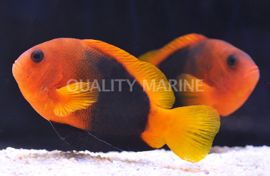 Naked Cinnamon Clownfish, Pair :: 14056