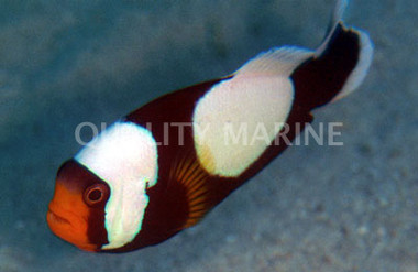 Saddleback Clownfish, Full Black  :: 14062