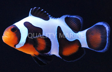 MochaVinci Ocellaris Clownfish, Grade A :: 14118