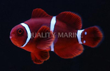 Maroon Clownfish, Goldflake  :: 14125