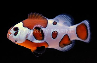 Mocha Storm Ocellaris Clownfish :: 14126