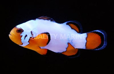 Snowflake Ocellaris Clownfish, Ultra :: 14136