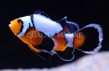 Longfin Black Ice Ocellaris Clownfish :: 14140