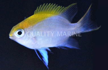 Blue Fin Damselfish :: 15013