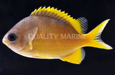 Yellow Chromis :: 15022