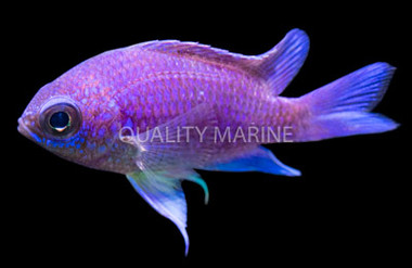 Purple Reef Chromis :: 15024