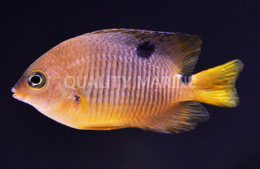 Threespot Damselfish :: 15044