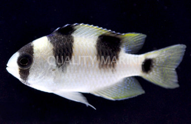 Black Banded Damselfish :: 15047