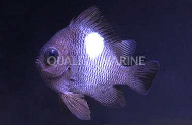 Domino Damselfish :: 15048