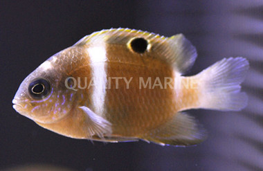 Monarch Damselfish :: 15058