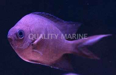 Spiny Chromis :: 15063