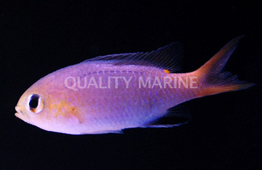 Acares Midget Chromis :: 15074