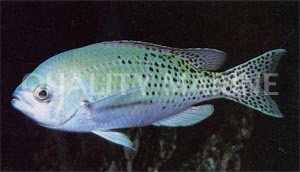 Blacksmith Chromis :: 15087