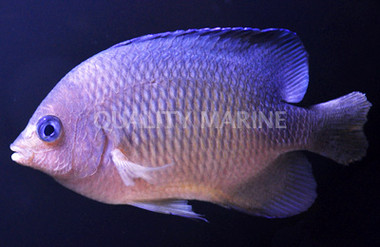 Johnston Island Damselfish :: 15088