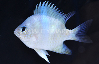 Blackfin Damselfish :: 15094