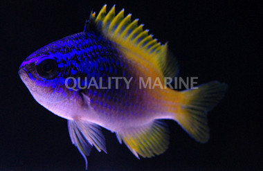 Limbaugh's Chromis :: 15103