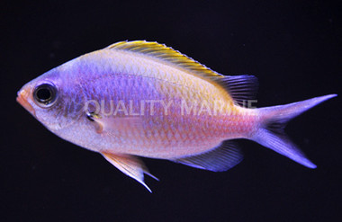 Oval Chromis :: 15105