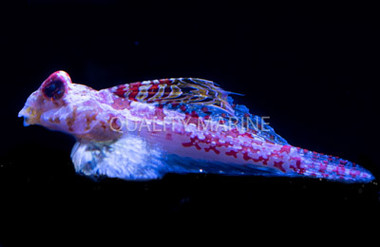 Bartel's Dragonet :: 15411