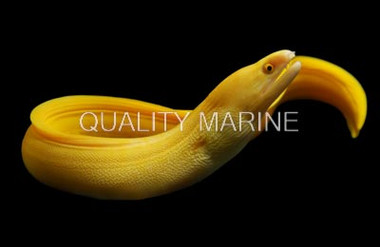 Golden/Banana Goldentail Eel :: 16007