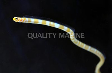 Splendid Garden Eel :: 16022