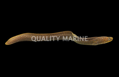 Palenose Moray Eel